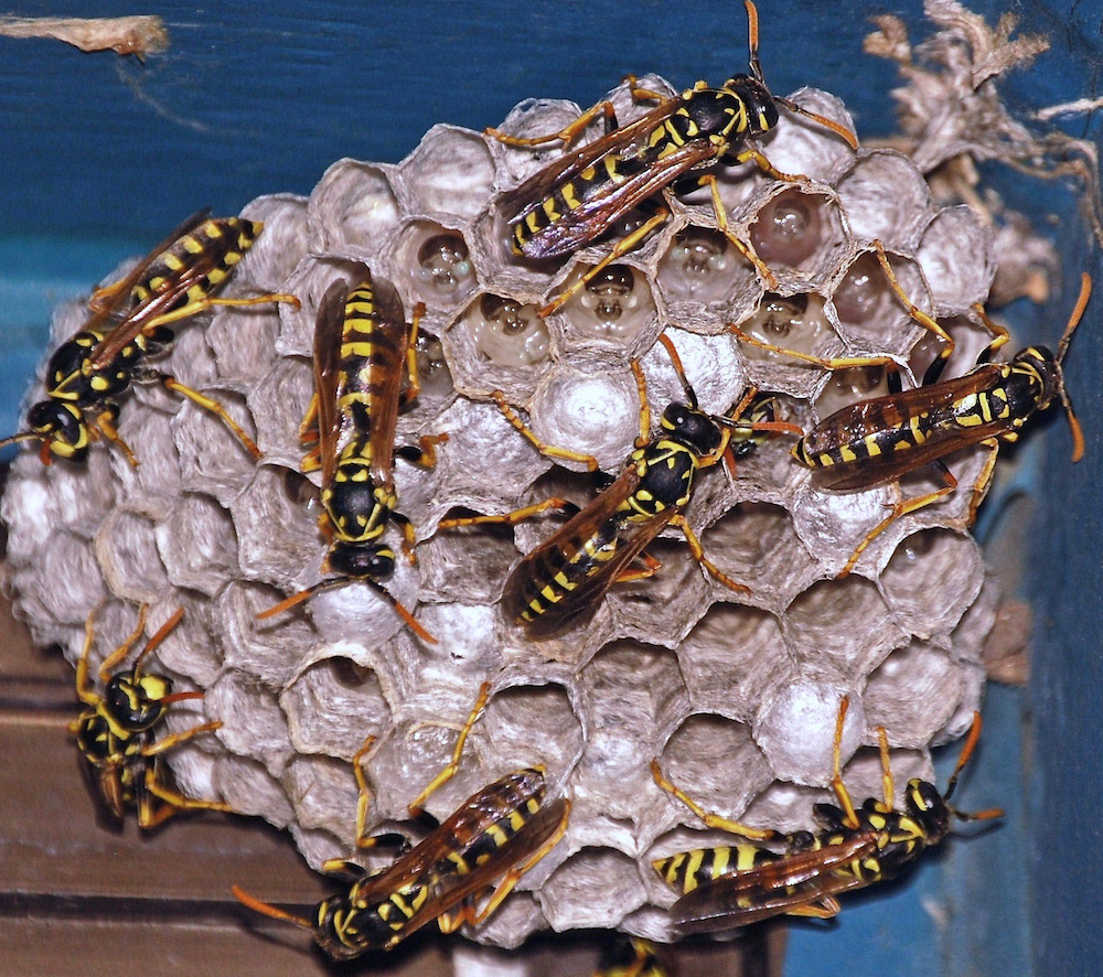 Active_Wasp_Nest-new.jpg